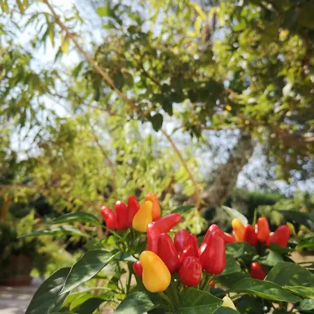 Trullo Del Nonno Casa de Férias Putignano
